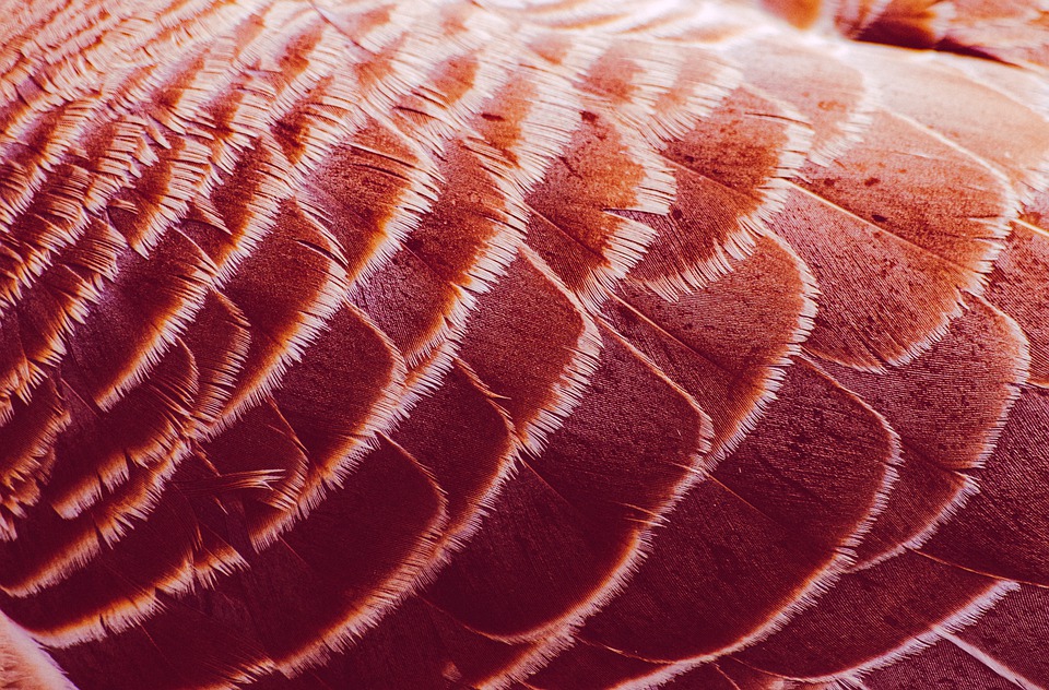 layered structure of wing feathers